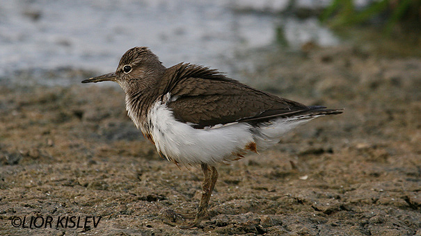 ביצנית לבנת בטן Common Sandpiper Actitis hypoleucos        ביוב בהד1,הר הנגב,אפריל 2006